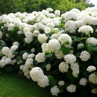 Гортензия Annabelle, Гортензия древовидная Аннабель, Hydrangea arborescens Annabelle