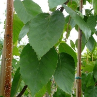 Береза Jacquemontii, Betula utilis jacquemontii, Берёза полезная Жакмонти