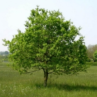 Дуб черешчатый, Quercus robur