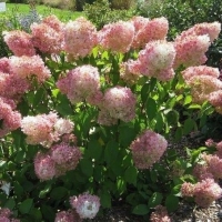 Гортензия Magical Sweet Summer, Hydrangea Paniculata Magical Sweet Summer, Гортензия метельчатая Мэджикал Свит Саммер