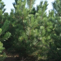 Сосна черная 200/250 Sol, Pinus Nigra, Сосна черная