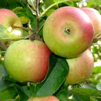 Яблоня Орлинка, Яблоня Орлинка с5, Malus Domestica Orlinka
