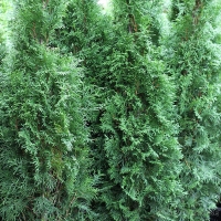 Туя западная Smaragd, Thuja occidentalis Smaragd, Туя западная Смарагд