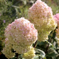 Гортензия Magical Sweet Summer, Hydrangea Paniculata Magical Sweet Summer, Гортензия метельчатая Мэджикал Свит Саммер