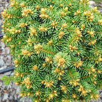 Ель обыкновенная Hereny 60-80 С35 Picea abies Hereny, купить, цена, фото, ель обыкновенная херени