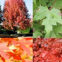Клен Фримана Autumn Blaze, Acer freemanii Autumn Blaze, Клен Фримана Отом Блейз