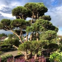 Сосна bonsai, Pinus sylvestris Bonsai, Сосна Босай