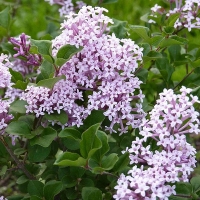 Сирень Мейера Palibin, Syringa meyeri Palibin, Сирень Мейера Палибин
