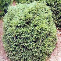 Ель обыкновенная Nidiformis, Picea abies Nidiformis, Ель обыкновенная Нидиформис