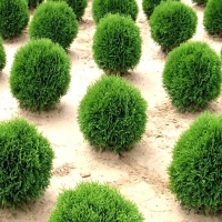 Туя Little Giant, Thuja occidentalis Little Giant, Туя западная Литтл Джиант, Туя западная Литтл Джиант, купить тую литтл джиант, Little Gian