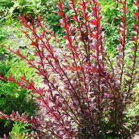 Барбарис Тунберга Red Chief, Berberis Thunbergii Red Chief, Барбарис Тунберга Ред Чиф
