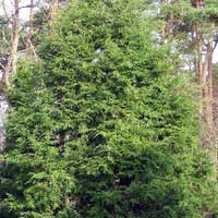 Тсуга канадская, Tsuga canadensis