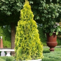 Thuja occidentalis Golden Brabant, Туя западная Голден Брабант, Туя западная Golden Brabant