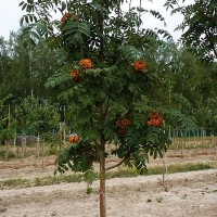Рябина обыкновенная, Sorbus aucuparia, Рябина обыкновенная 14/16