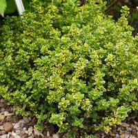 Тимьян Lemon, Thymus citriodorus Lemon, Тимьян лимоннопахнущий Лемон
