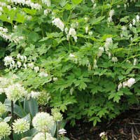 Дицентра Alba, Дицентра Альба, Dicentra Alba