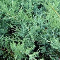 Можжевельник средний Pfitzeriana Glauca С25, можжевельник средний Pfitzeriana Glauca. можжевельник Pfitzeriana Glaucа купить, Juniperus pfitzeriana Pfitzeriana Glauca