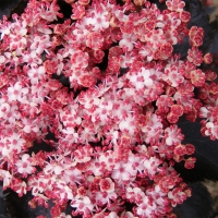 Бузина черная Black Tower, Sambucus nigra Black Tower, Бузина черная Блэк Тауэр