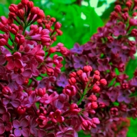Сирень Znamya Lenina, Syringa vulgaris Znamya Lenina, Сирень обыкновенная Знамя Ленина