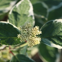 Дерен Sibirica Variegata, Cornus alba Sibirica Variegata, Дёрен белый Сибирика Вариегата