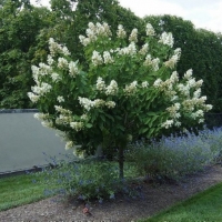 Гортензия Stam, Hydrangea Stam, Гортензия метельчатая Стем