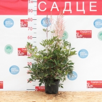 Астильба Arendsii Erika, Astilbe Arendsii Erika, Астильба Арендса Эрика