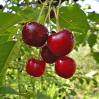 Вишня Владимирская 5/6 лет WRB, Prunus cerasus, Вишня Владимирская