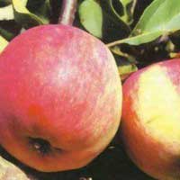 Яблоня Свежесть 6/8 лет, Malus, Яблоня Свежесть