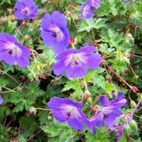 Герань Rozanne, Geranium Rozanne, Герань Розанна