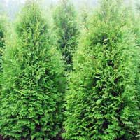 Туя западная Brabant 250/300, Туя западная Brabant, Туя западная Brabant купить, Thuja occidentalis Brabant, Thuja occidentalis Brabant купить, туя брабант купить