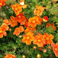 Лапчатка Hopleys Orange, Potentilla fruticosa Hopleys Orange, Лапчатка кустарниковая Хоплейс Оранж
