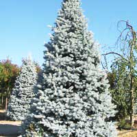 Ель колючая Hoopsii, Picea pungens Hoopsii, Ель колючая Хупси