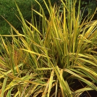Лисохвост луговой Aureovariegatus, Alopecurus pratensis, Лисохвост луговой Ауреовариегатус