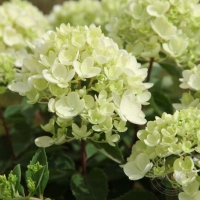 Гортензия метельчатая Bombshell, Hydrangea paniculata Bombshell, Гортензия метельчатая Бомбшелл