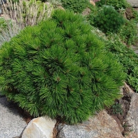 Сосна белокорая Compact Gem, Pinus heldreichii Compact Gem, Сосна белокорая Компакт Джем
