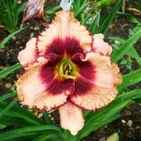 Лилейник Daring Deception, Hemerocallis Daring Deception, Лилейник Daring Deception