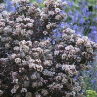 Пузыреплодник Little Joker с7.5, Physocarpus opulifolius Little Joker, Пузыреплодник Литтл Джокер