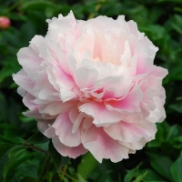 Paeonia lactiflora Original Pink, Пион Original Pink, Пион молочноцветковый Ориджинал Пинк