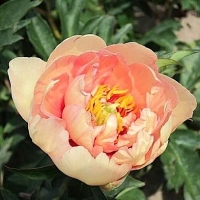 Пион Colorful clouds, Paeonia  Clouds of Colour, Пион Колорфул Клаудс