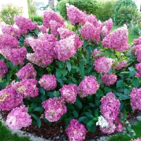 Гортензия Sundae Fraise, Hydrangea paniculata Sundae Fraise, Гортензия метельчатая Сандей Фрайз