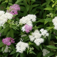 Спирея японская Shirobana, Spirea japonica Shirobana, Спирея японская Широбана