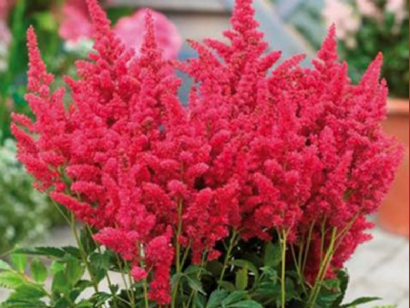 Астильба гибридная Файберри - Питомник декоративных и садовых растений