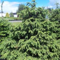 Ель обыкновенная Нидиформис с7,5 Picea abies Nidiformis , ель нидиформис цена, ель нидиформис купить, ель нидиформис фото, ель нидиформис карликовая, карликовая ель купить, питомник весна