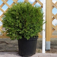 Туя западная Tiny Tim, Thuja occidentalis Tiny Tim, Туя западная Тини Тим