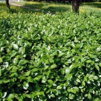 Кизильник блестящий, Cotoneaster lucidus