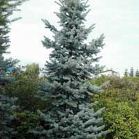 Ель колючая Oldenburg, Picea pungens Oldenburg, Ель колючая Олденбург