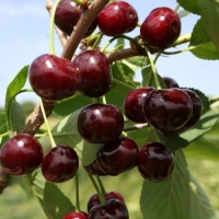 Вишня Морозовка 5лет, Prunus cerasus, Вишня Морозовка