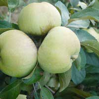 Яблоня Богатырь С7,5, Malus, Яблоня Богатырь