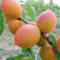 Абрикос Manitoba, Prunus armeniaca Manitoba, Абрикос Манитоба