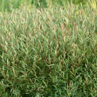 Ива пурпурная Usni, Salix purpurea Usni, Ива пурпурная Узни